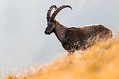 Alpine Ibex (Capra ibex) on a rock, Austria