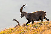 Alpine Ibex (Capra ibex) walking on a rock, Austria