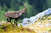 Alpine Ibex (Capra ibex) on a rock, Austria