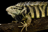 Colombian Green Iguana (Iguana iguana).