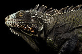 Sabah black iguana (Iguana melanoderma).