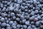 Basket, Blueberry harvest (Vaccinium corymbosum), the Verger sur la Côte, Petitmagny, Territoire de Belfort, France