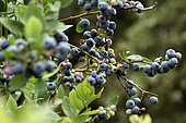 Branches, Blueberry (Vaccinium corymbosum), the Verger sur la Côte, Petitmagny, Territoire de Belfort, France