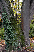 Intermingled maple and oak, panel , Parc de l'Orangerie, Neustadt listed as World Heritage by UNESCO, Strasbourg, Bas Rhin, France