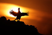 Male Ring-necked Pheasant (Phasianus colchicus) at sunrise, calling against the light, Alsace, France