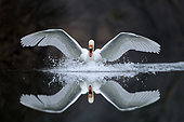Cygne tuberculé (Cygnus olor) à l'atterrissage, ailes écartées avec son reflet dans l'eau, Alsace, France