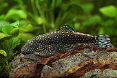 Spotted loche (Gastromyzon punctulatus) on a stone in an aquarium