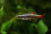 White cloud mountain minnow (Tanichthys albonubes) in aquarium