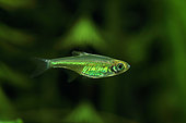 Asian green neon (Microdevario kubotai) in aquarium