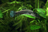 Hillstream loche (Gastromyzon punctulatus) on a leaf in an aquarium