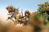Cirl Bunting (Emberiza cirlus) on a gorse bush. Finistère, France