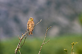 Ortolan Bunting (Emberiza hortulana) on a branch. Drôme provençale, France