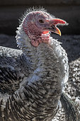 Portrait of a male Domestic Turkey with erect snood, pale dewlap and caruncles