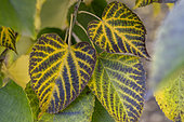 Leaves of Miquel lime 's(Tilia miqueliana) in autumn