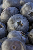 Blueberries (Vaccinium corymbosum)