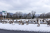 Greylag geese (Anser anser) on a snow-covered road, Boulogne sur mer, France