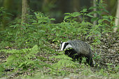European badger (Meles meles) in a forest, Ardennes, Belgium