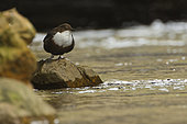 White-throated Dipper (Cinclus cinclus) at the water's edge, Ardennes, Belgium