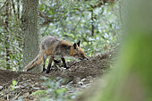 Red fox (Vulpes vulpes) with sarcoptic scaby, Ardennes, Belgium