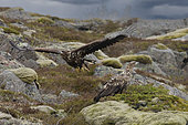 White-tailed eagle (Haliaeetus albicilla) on a rocky shore, Lofoten, Norway
