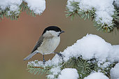 Marsh Tit (Poecile palustris) on a snow-covered branch, Ardennes, Belgium