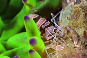 Snakelocks shrimp (Periclimenes sagittifer) in a anemone, Mediterranean sea, Gerona, Spain