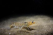 Caramote shrimp (Penaeus kerathurus) on the bottom, Mediterranean Sea, Badalona, Spain