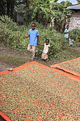 Planting clove trees, harvesting and drying the flowers known as cloves. Drying flower buds on roadside tarpaulins, Zanzibar