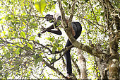 Planting clove trees, harvesting and drying the flowers known as cloves. Man climbing a clove tree to harvest the flower buds, Zanzibar