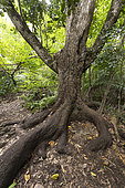 Jozani-Chwaka bay national park, Zanzibar