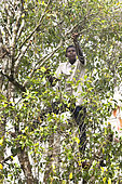 Planting clove trees, harvesting and drying the flowers known as cloves. Man climbing a clove tree to harvest the flower buds, Zanzibar