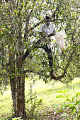 Planting clove trees, harvesting and drying the flowers known as cloves. Man climbing a clove tree to harvest the flower buds, Zanzibar