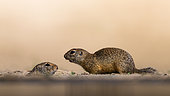 Two Gophers (Spermophilus citellus) standing on the ground, Hungary