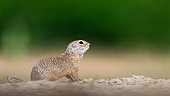 Gopher (Spermophilus citellus) standing on the ground, Hungary