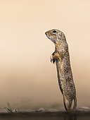 Gopher (Spermophilus citellus) standing on the ground, Hungary