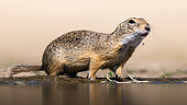 Two gophers (Spermophilus citellus) by the lake and drinks water in the heat, Hungary