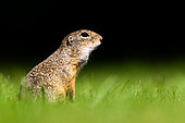 Gopher (Spermophilus citellus) in the grass, Hungary
