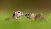 Two gophers (Spermophilus citellus) facing in the grass, Hungary