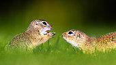 Two gophers (Spermophilus citellus) fighting in the grass, Hungary