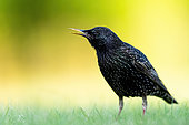 Starling (Sturnus vulgaris) standing in the grass, Hungary