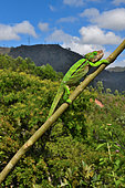 Globe-horned Chameleon (Chamaeleo globifer) on a branch, C. Madagascar