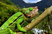 Globe-horned Chameleon (Chamaeleo globifer) on a branch, C. Madagascar