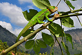 Globe-horned Chameleon (Chamaeleo globifer) on a branch, C. Madagascar