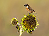 Stonechat (Saxicola rubicola) perched on a sunflower, England