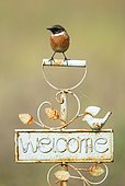 Stonechat (Saxicola rubicola) perched on a welcome sign, England