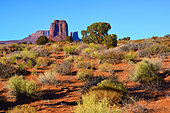 Monument valley national Bushes and trees in the park. Arizona. USA.