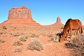 Wild horse near the Merrick butte. Monument valley national park. Arizona. USA.