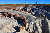 The Petrified Forest National Park is home to thousands of fossilized tree trunks approximately 200 million years old (Triassic period). Arizona. USA.