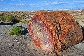 The Petrified Forest National Park is home to thousands of fossilized tree trunks approximately 200 million years old (Triassic period). Arizona. USA.
