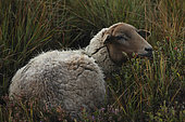 Sheep in the Walloon fens, Belgium